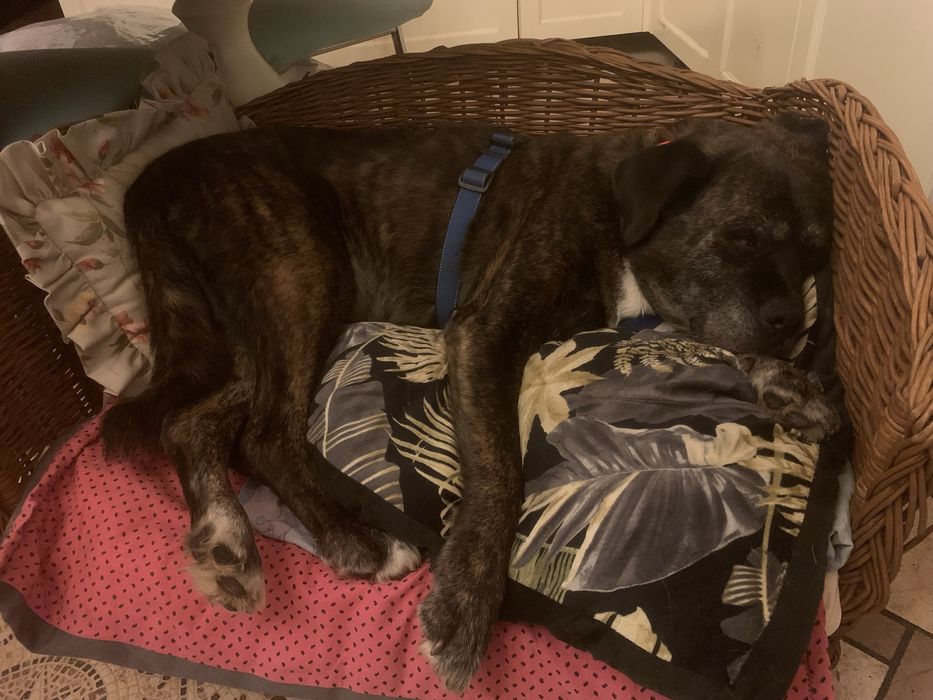 Domowy hotel dla psów Niunieczkowo