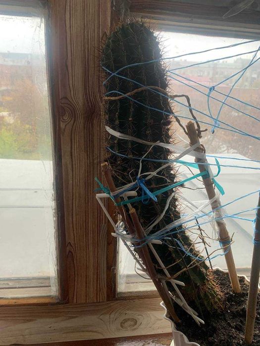 Великий гарний кактус