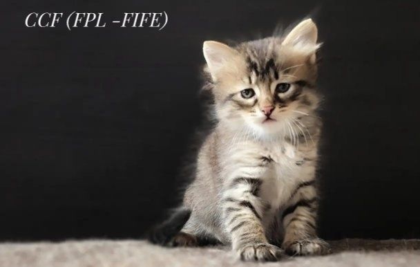 Kocurek syberyjski z rodowodem FPL.