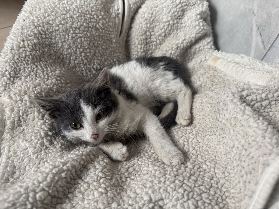 Віддам котика в добрі руки