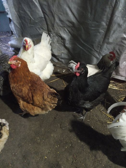 Інкубаційні яйця домашніх курей(инкубационное яйцо)