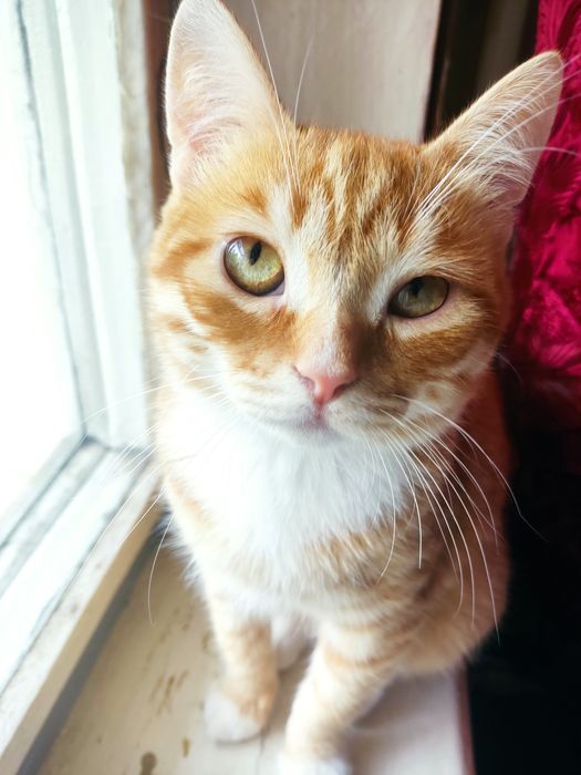 Котёнок мальчик 1 год, мемяц