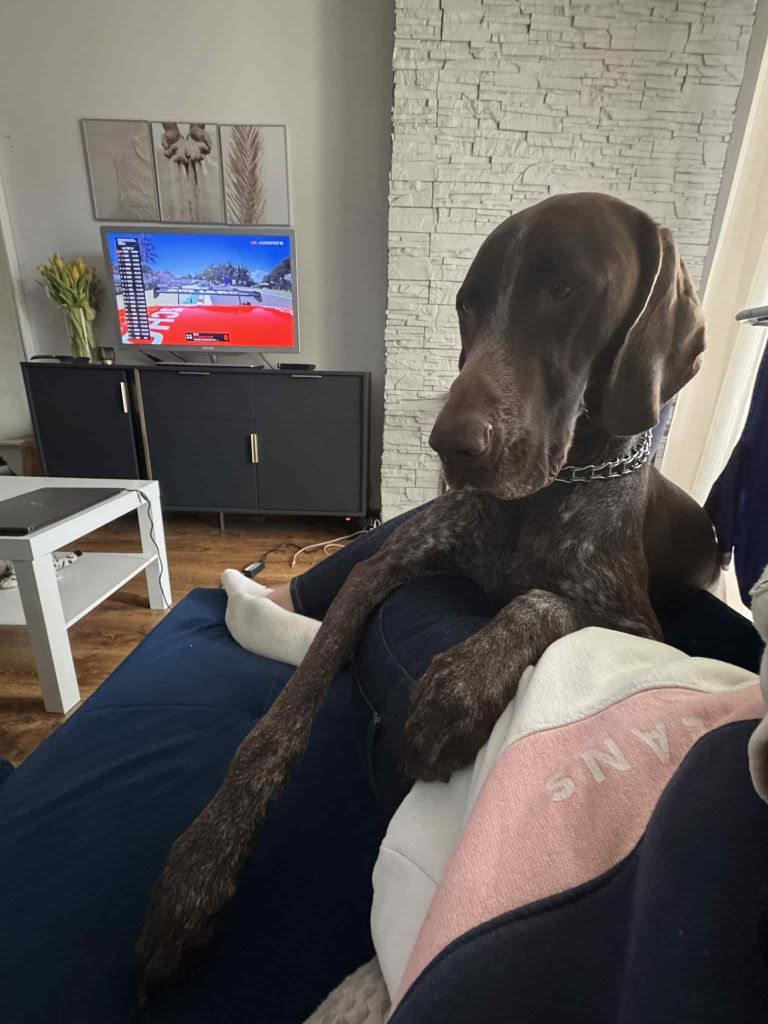 Wyżeł niemiecki - oddamy w dobre ręce