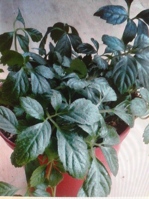 Гиностемма пятилистная