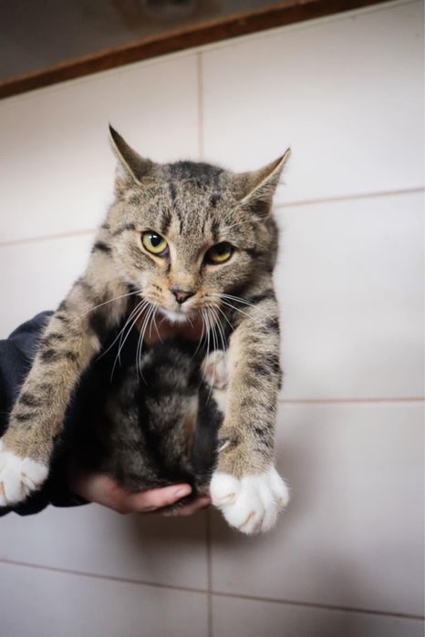 Debi urocza dziewczynka szuka domu