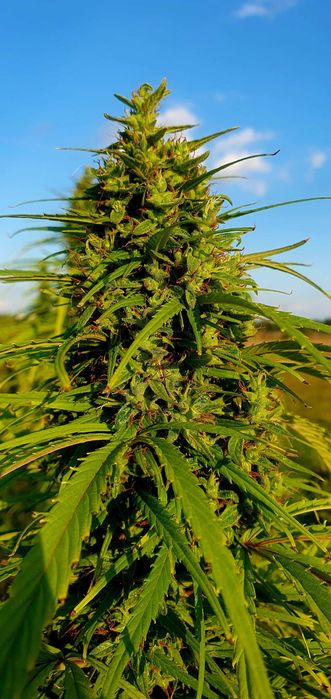 Cannabis Sativa konopia topy kwiaty susz 50g Tibor CBD CBG świeże