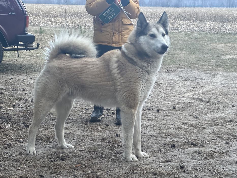 ЗСЛ для в’язки