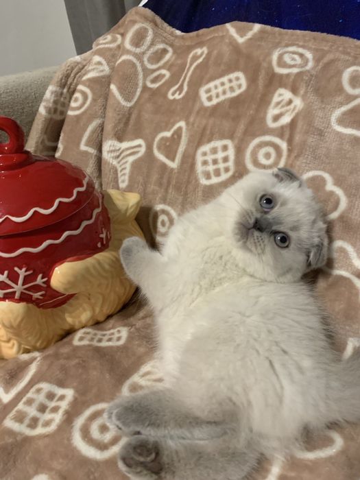 Ostatnia koteczka szkocka zwisłoucha z miotu