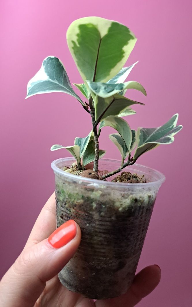 Ficus triangularis Variegata