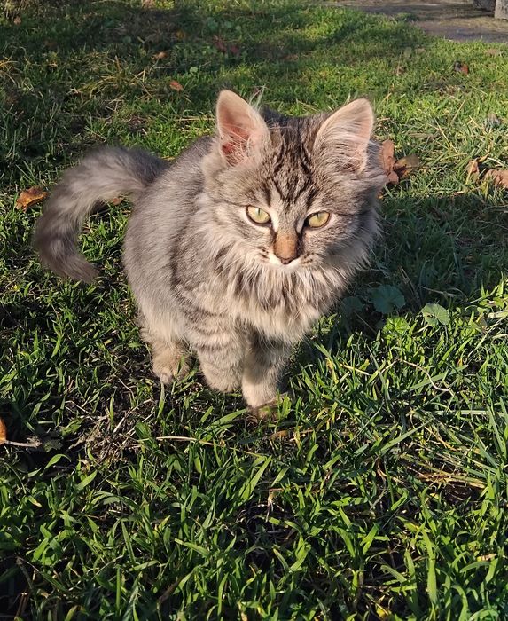 Віддам в добрі руки кішечок