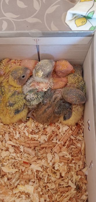 Cedem se agapornis e caturras