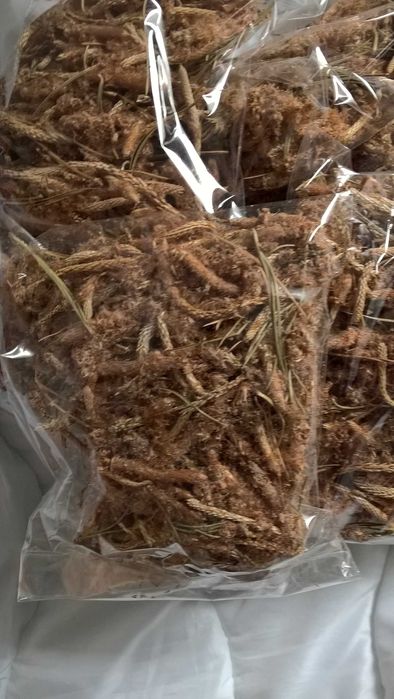 Suszone pędy sosny-100 gram