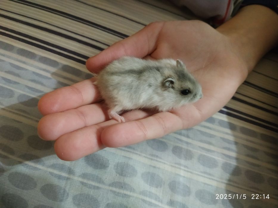 Хом'ячки джунгарики