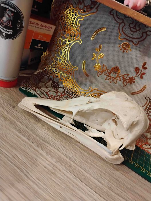 Czaszka strusia kolekcjonerska, Maciek