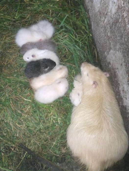 Продаж Нутрій, Молодняк Самці-Самки, Жива Вага І М'ясо!!!