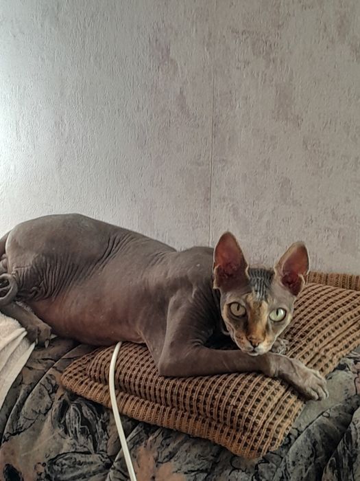 Загубився кіт породи сфінкс, хлопчик, кастрований, окрас сірий.