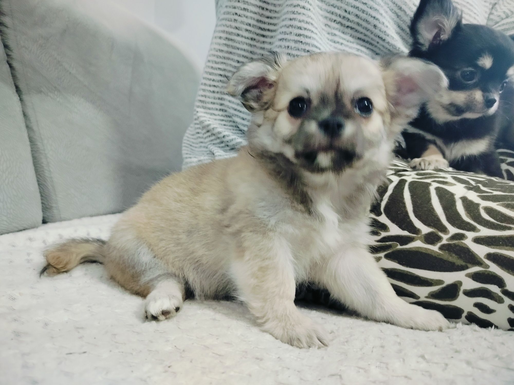 Chihuahua piesek