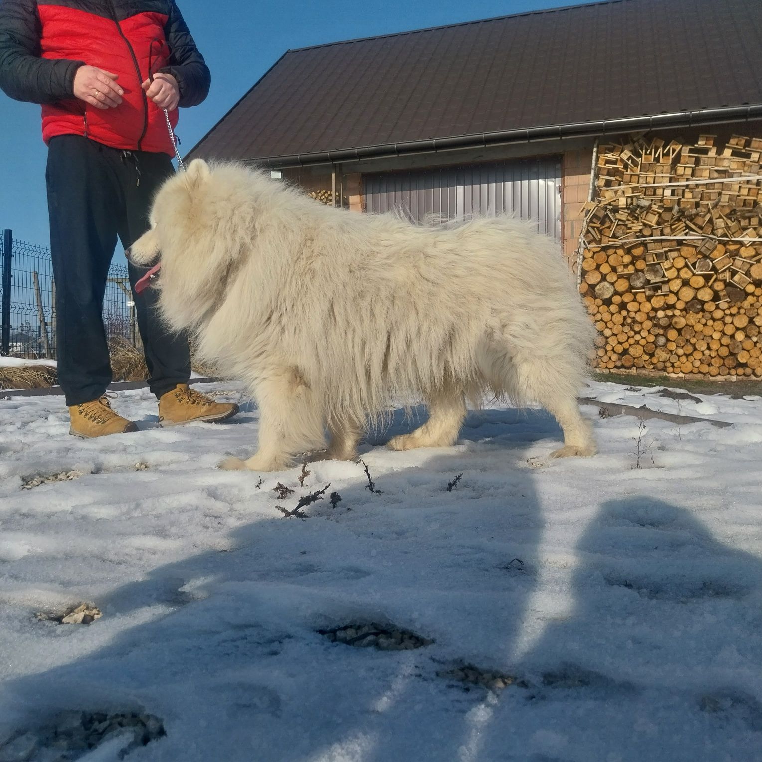 Pies samojed samoyed