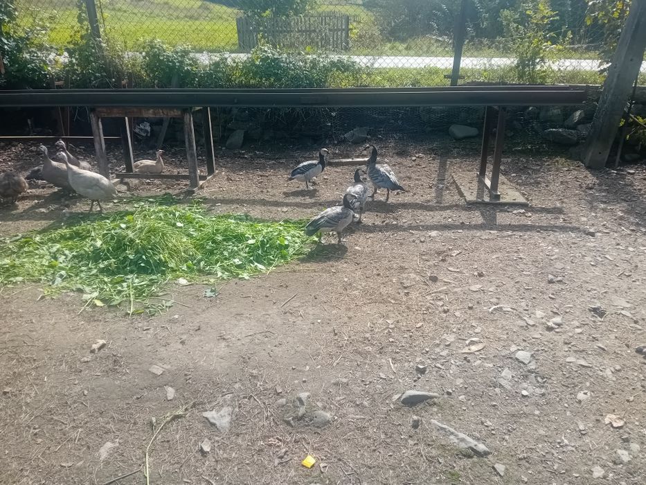 Biegus indyjski gąski bernikle