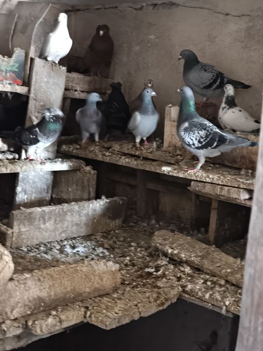 Gołębie, piekne gołąbki