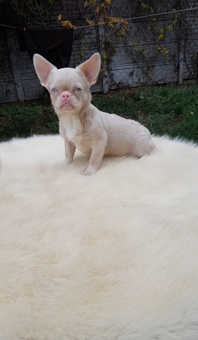 Французький бульдог пінк