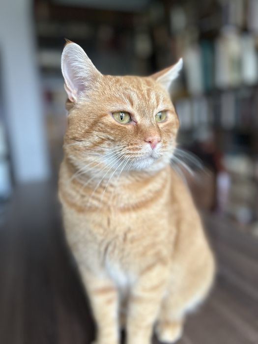 Котик кастрований