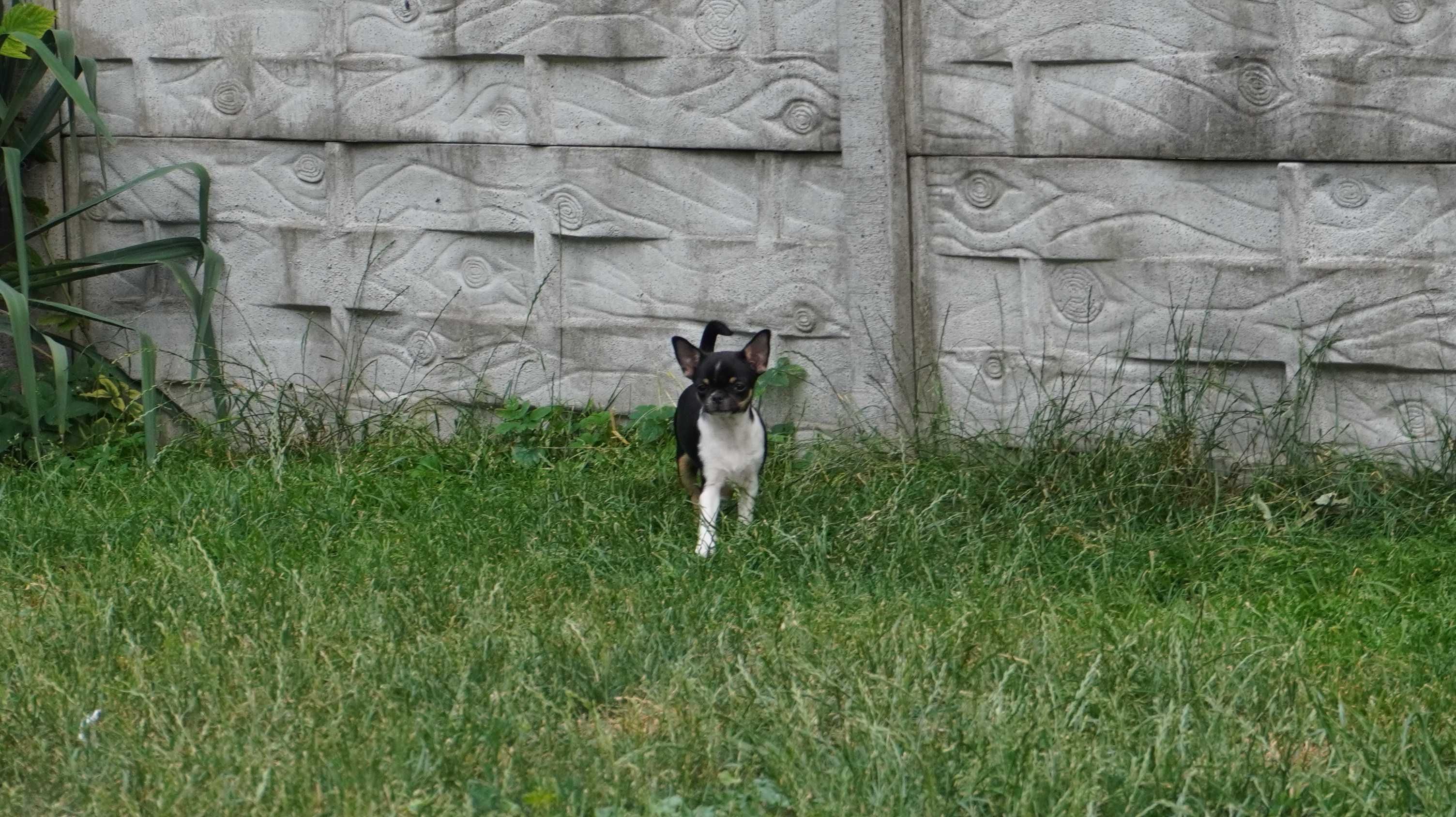 Piękna suczka krótkowłosa, Chihuahua, ZKwP/FCI