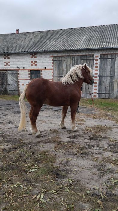 Sprzedam konia kasztan