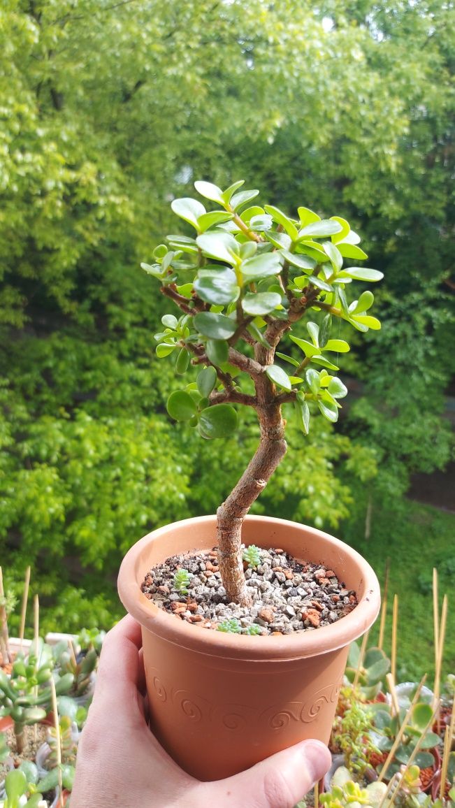 Crassula  Sunset  Крассула Сансет