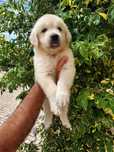 Golden Retriever Cachorro Excelente