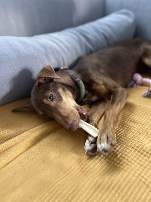 TERRA - cachorra para adoção responsavel