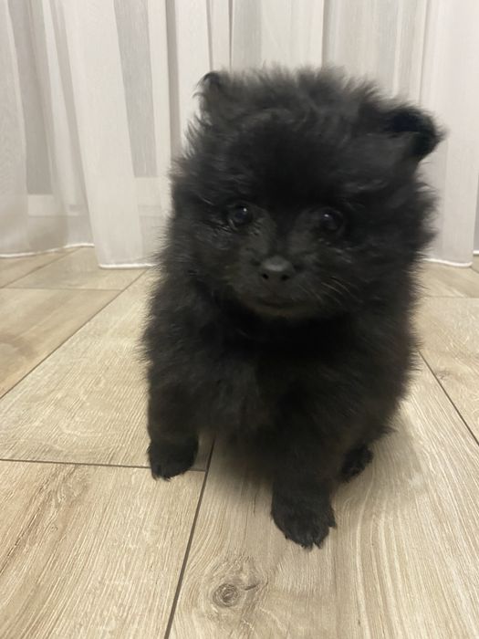 Померанські шпіци