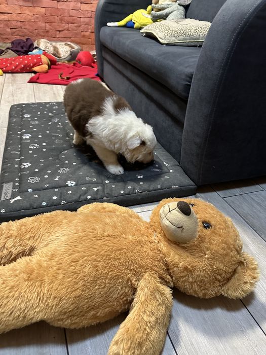 Border collie unikatowy piesek