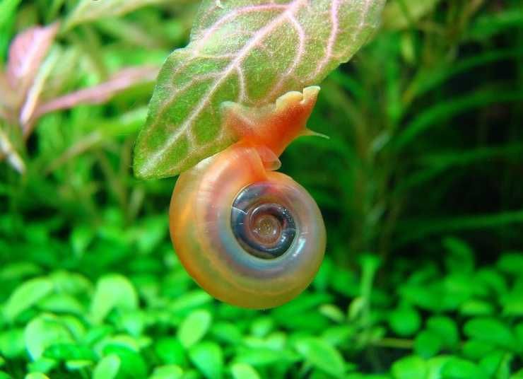 Iniciantes - Caracóis ou Lote de plantas fáceis para aquário