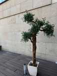 ARVORE ARTIFICIAL - OLIVEIRA C/VASO