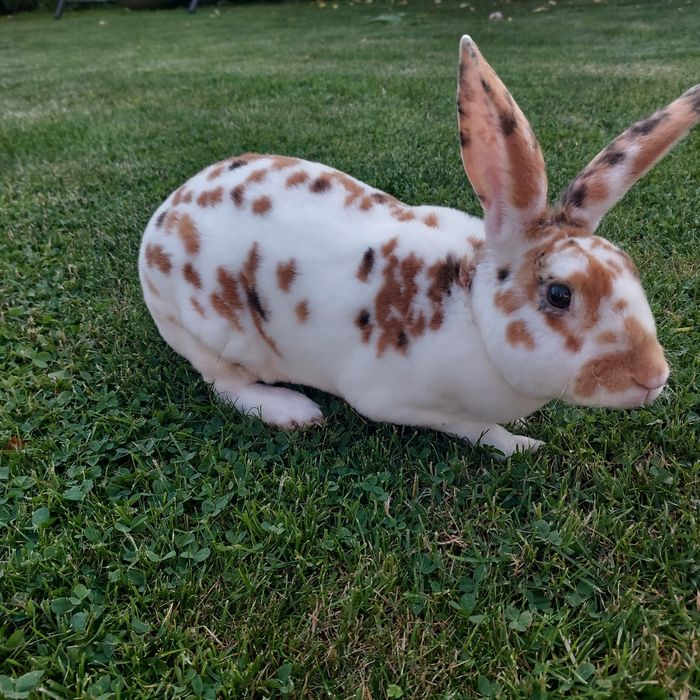 Кролики рекс триколор