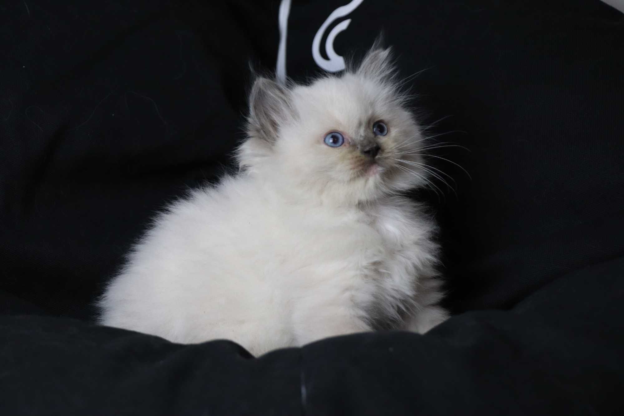 kociakk rasy ragdoll