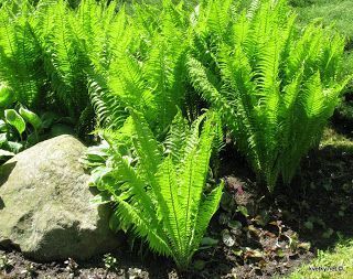 папороть - папоротник садова, сорт Орляк і  Страусине перо