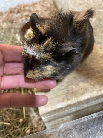 Świnka Morska, Cavia domowa - wyjątkowe kolory!