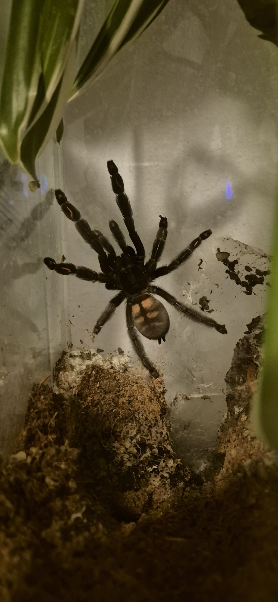Irminia samica Dorosła