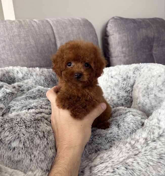 Pudel Toy dostępna wyjątkowa sunia red