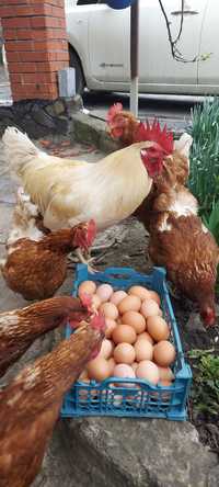 Яйця інкубаційні Ломан Браун