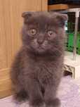 Продам вислоухих котят голубые британцы