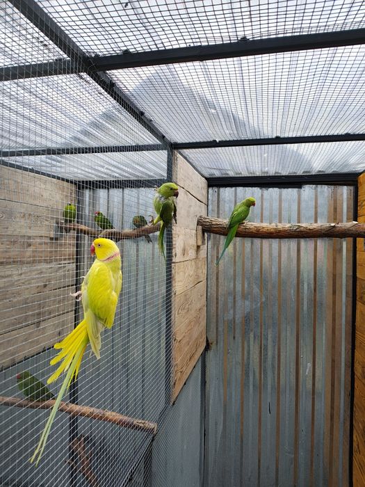 Aleksandretta zielona 2025