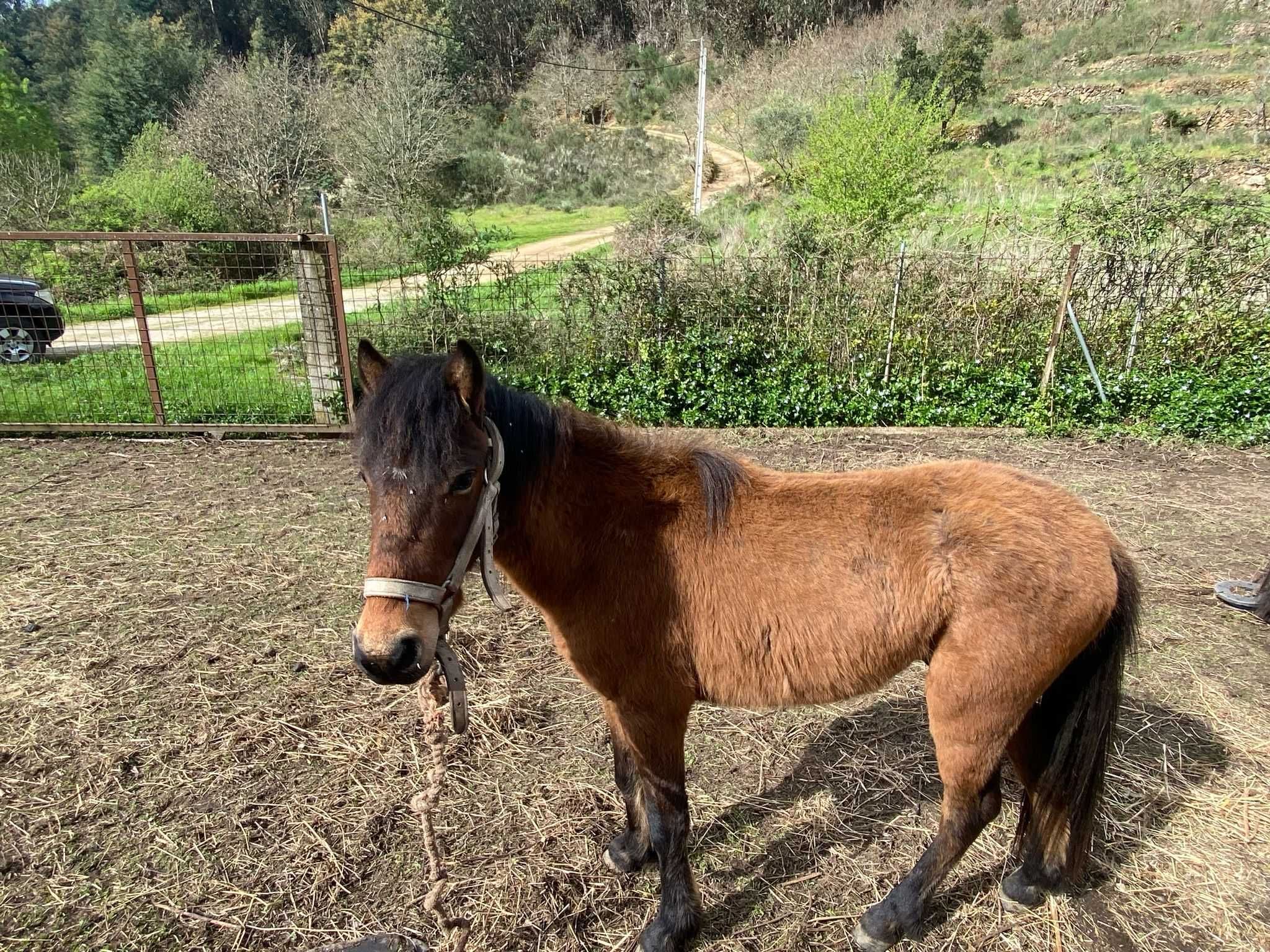 Vendo Garrano macho