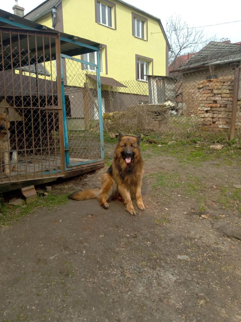 В'язка Німецька Вівчарка