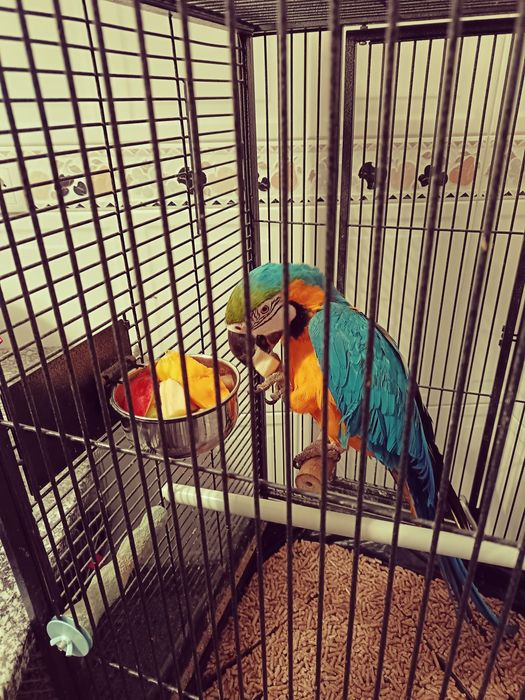 Vendo Arara Ararauna