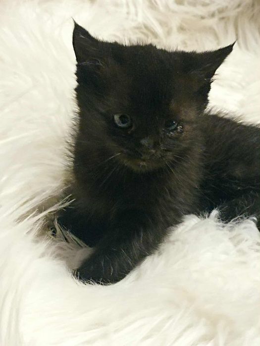 Oddam kotki w dobre rece