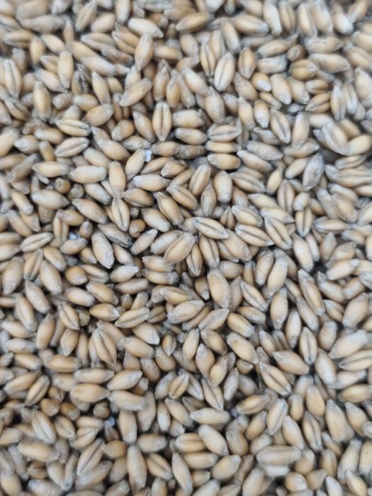 Pszenżyto Tadeus 2025