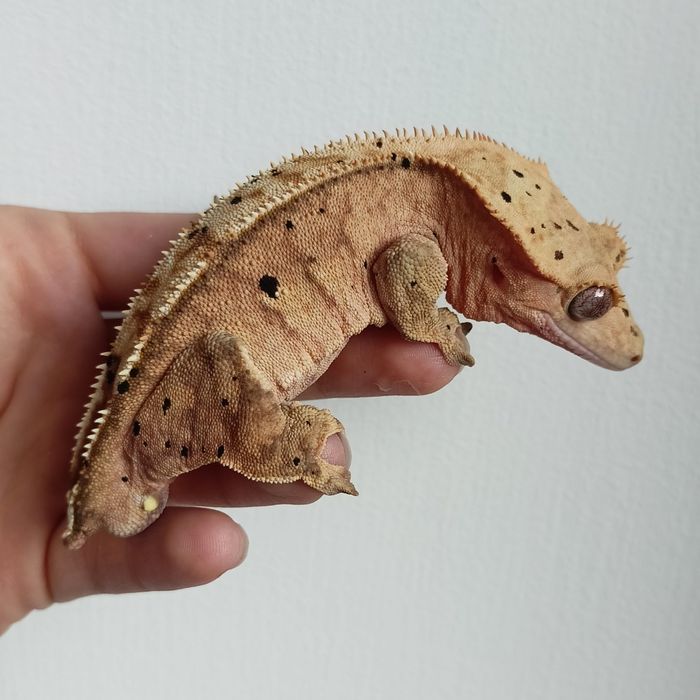 Gekon orzęsiony samiec nr 3.7.